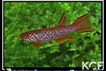 Aphyosemion sp. Bayanga RCAMM 17-01 male adulte 