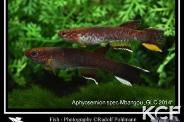 Aphyosemion sp. Mbangou GLC 14 couple adulte 