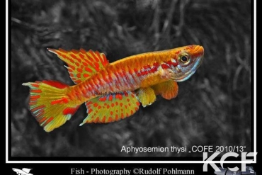 Aphyosemion thysi Mingaya - Rivière Libama COFE 10-13 male adulte 