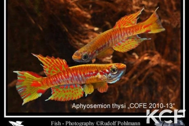 Aphyosemion thysi Mingaya - Rivière Libama COFE 10-13 couple adulte 