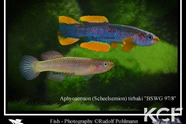 Aphyosemion tirbaki Tsotandzala BSWG 97-08 couple adulte 