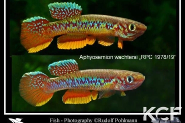 Aphyosemion wachtersi Gnimi RPC 78-19 couple adulte 