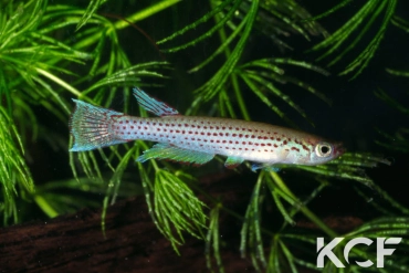 Fenerbahce formosus Pool Malebo male adulte 