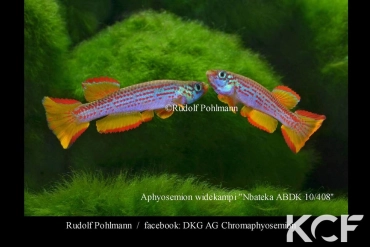 Aphyosemion wildekampi Mbateka ABDK 10-408 couple adulte 