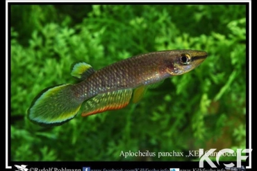 Aplocheilus panchax panchax KEP  Cambodge male adulte 