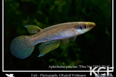 Aplocheilus panchax panchax Phru Nai THM 2014 male adulte 