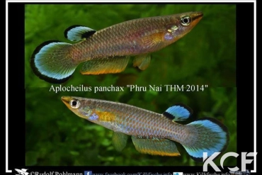 Aplocheilus panchax panchax Phru Nai THM 2014 couple adulte 