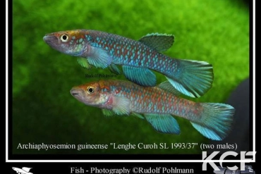 Archiaphyosemion guineense Lenghe-Curoh SL 93-37 couple adulte 