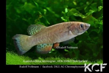 Austrofundulus leohoignei Sanare VEN 09-02 male adulte 