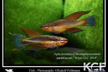 Aphyo. Chromaphyosemion aurantiacum Wézé GLC 14 couple adulte 