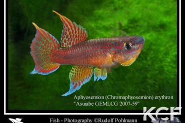 Aphyo. Chromaphyosemion erythron