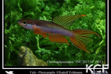 Aphyo. Chromaphyosemion malumbresi Est Edéa JVC 17-34 male adulte 