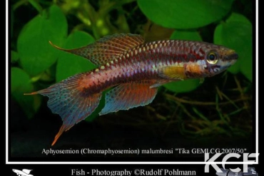 Aphyo. Chromaphyosemion malumbresi Route Tika-Bata Pto GEMLCG 07-50 male adulte 