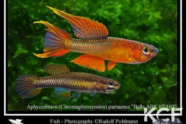 Aphyo. Chromaphyosemion pamaense Bela-Kribi ABK 07-163 couple adulte 