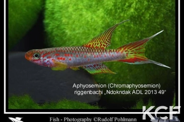 Aphyo. Chromaphyosemion riggenbachi Ndokndak ADL 13-49 male adulte 