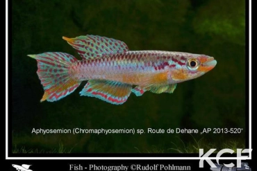 Aphyo. Chromaphyosemion sp. Route Eseka Bodi AP 13-520 male adulte 