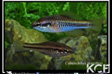 Chriopeoides pengelleyi  couple adulte 