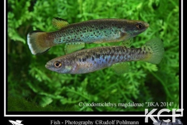 Cynodonichthys magdalenae BKA 2014 couple adulte 