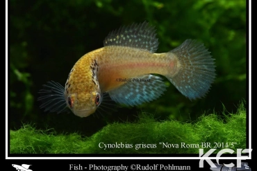 Cynolebias griseus Nova Roma BR 14-05 male adulte 