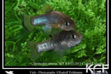 Cyprinodon atrorus Cuatro Cienegas MX KS 11-03 couple adulte 