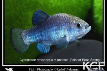 Cyprinodon nevadensis mionectes Point of Rocks-Spring US-KN 2009 male adulte 