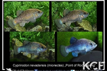 Cyprinodon nevadensis mionectes Point of Rocks-Spring US-KN 2009 male adulte 