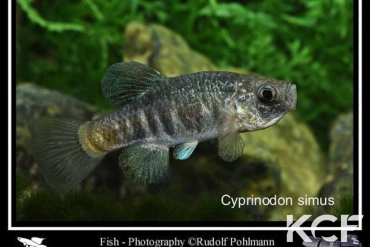 Cyprinodon simus  male adulte 