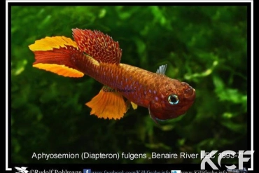 Diapteron fulgens Rivière Benaire LEC 93-07 male adulte 