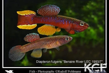 Diapteron fulgens Rivière Benaire LEC 93-07 couple adulte 