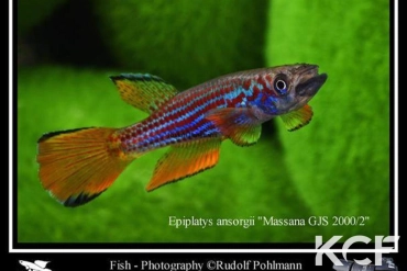 Epiplatys ansorgii Massana GJS 00-02 male adulte 