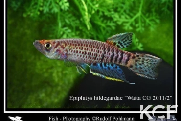 Epiplatys hildegardae Waita CGL 11-02 male adulte 