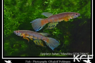 Epiplatys huberi Mandilou GEM 06-06 couple adulte 