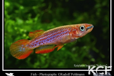 Epiplatys lamottei Salayea male alevin 