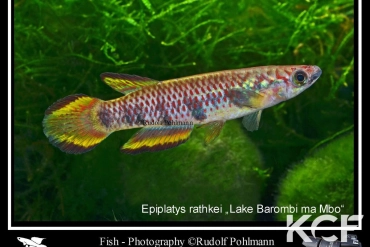 Epiplatys infrafasciatus rathkei Lac Barombi Ma Mbo male adulte 