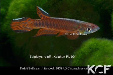 Epiplatys roloffi Kolahun RL 99 male adulte 