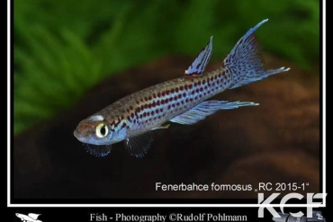 Fenerbahce formosus RC 15-01 Ebou male adulte 