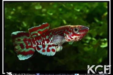 Fundulopanchax mamfensis Mamfe Mile 5 CB3SR 07-19 male adulte 