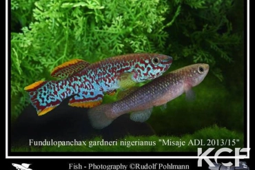 Fundulopanchax nigerianus Misajé  ADL 13-15 couple adulte 