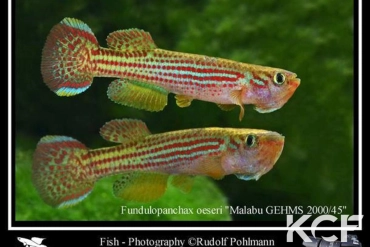 Fundulopanchax oeseri Bioko GEMHS 00-45 male adulte 