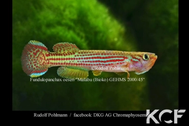 Fundulopanchax oeseri Bioko GEMHS 00-45 male adulte 