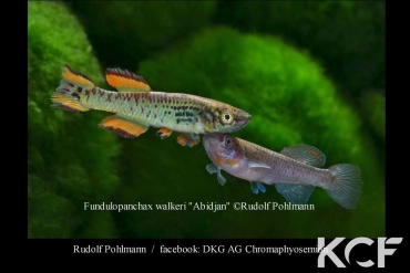 Fundulopanchax walkeri Abidjan couple adulte 