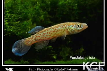 Fundulus julisia  male adulte 