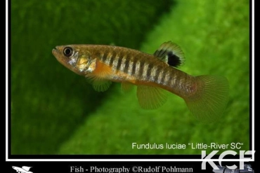 Fundulus luciae Little-River SC male adulte 