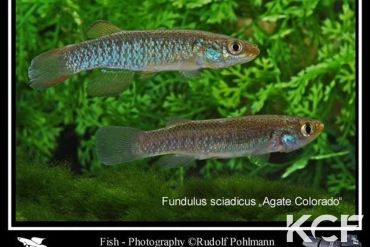 Fundulus sciadicus Agate - Colorado couple adulte 