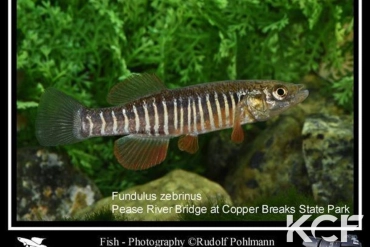 Fundulus zebrinus Pease River Bridge at Copper Breaks State Park male adulte 