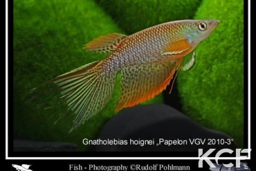 Gnatholebias hoignei Papelon VGV 10-03 male adulte 