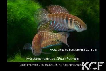 Hypsolebias hellneri NHvdBB 13-08 couple adulte 