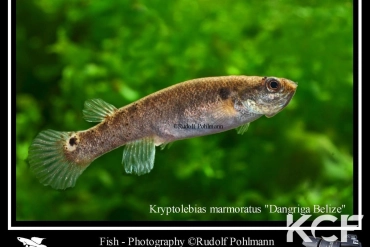 Kryptolebias marmoratus Dangriga Belize male adulte 