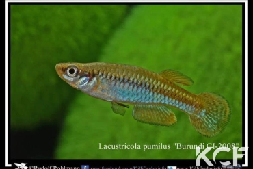 Lacustricola pumilus Burundi CI 08 male adulte 