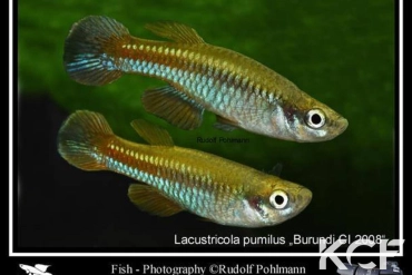 Lacustricola pumilus Burundi CI 08 couple adulte 